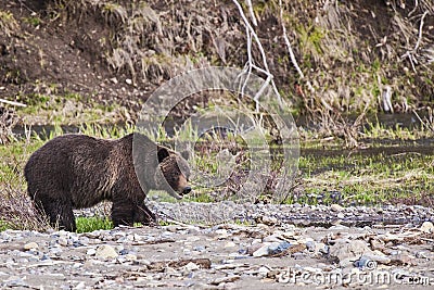 Grizzly bear along river