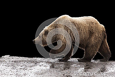 Grizzly bear isolated background