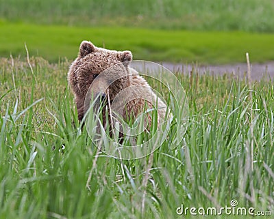 Grizzly bear bear cub