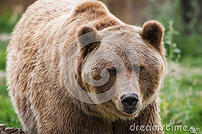 Grizzly bear