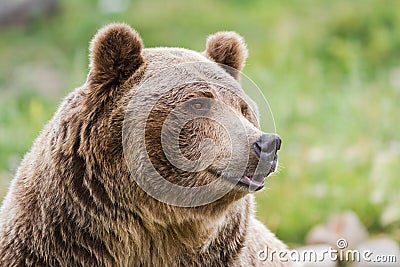 Grizzly bear