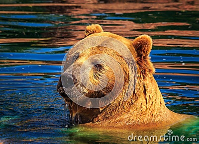 Grizzly Bear in colorful fall pond water glancing over shoulder