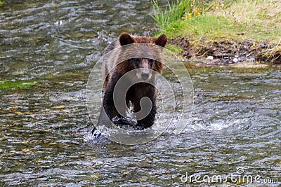 Grizzly bear cub