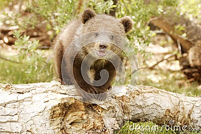 Grizzly Bear Cub