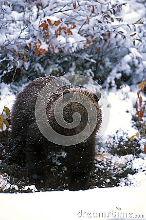 Grizzly bear cub standing in falling snow (Ursus arctos), Alaska