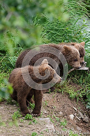 Grizzly bear cubs