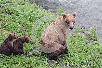 Grizzly bear cubs