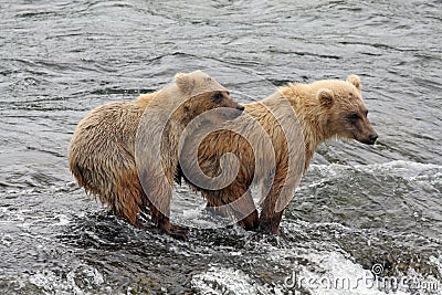 Grizzly Bear Cubs