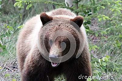 Grizzly Bear