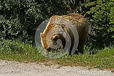 Grizzly Bear Grazing