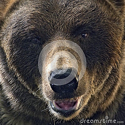 Grizzly Bear Head Shot