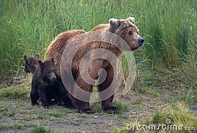 Grizzly bear with her cubs