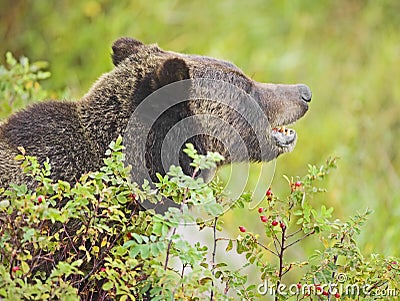 Grizzly bear hiding in rose bush