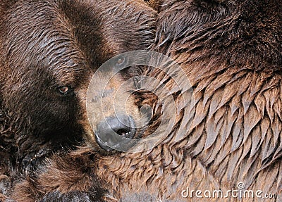 Grizzly bear hug