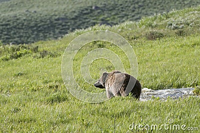 Grizzly Bear in landscape picture