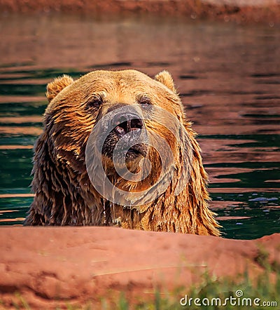 Grizzly Bear in pond water with focused gaze