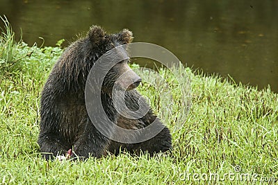 Grizzly Bear at Rest