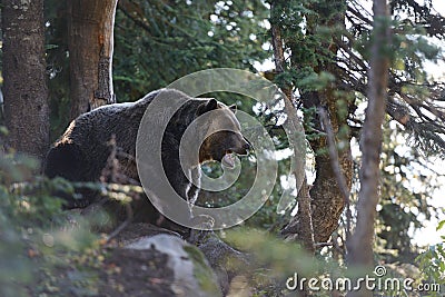 Grizzly bear roaring in the woods