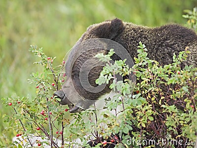 Grizzly Bear in Rose hips