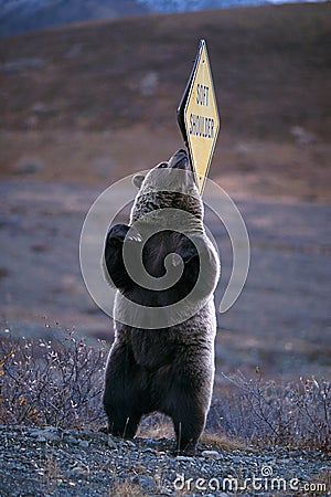 Grizzly bear scratching his back on a “Soft Shoulder” sign (