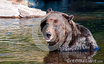 Grizzly bear sitting in water