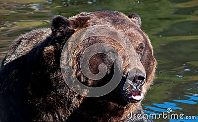 Grizzly bear sitting in water