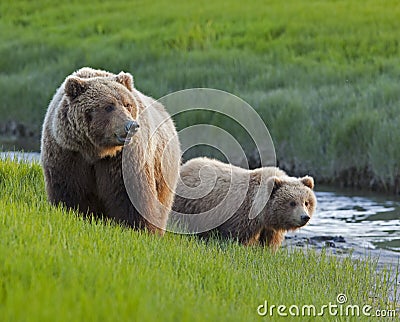 Grizzly bear sow and cub along stream