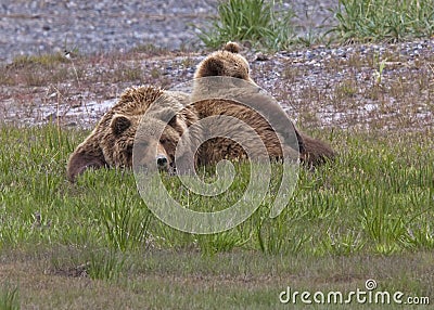 Grizzly bear sow and cub resting