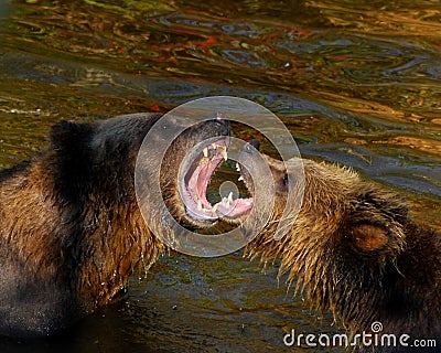 Grizzly Bear Sow and her yearling cub