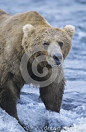 Grizzly bear standing in river