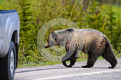 Grizzly Bear (Ursus arctos horribilis)