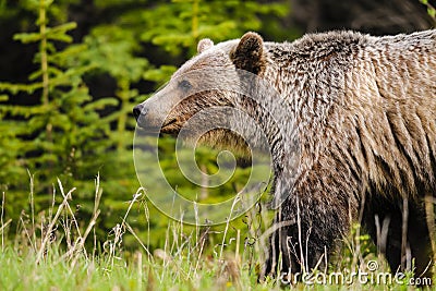 Grizzly Bear (Ursus arctos horribilis)