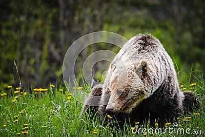 Grizzly Bear (Ursus arctos horribilis)