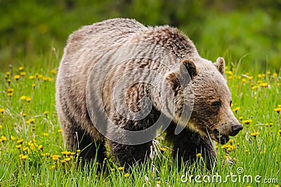 Grizzly Bear (Ursus arctos horribilis)