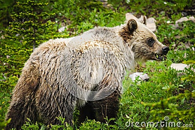 Grizzly Bear (Ursus arctos horribilis)