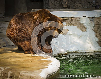 Grizzly Bear