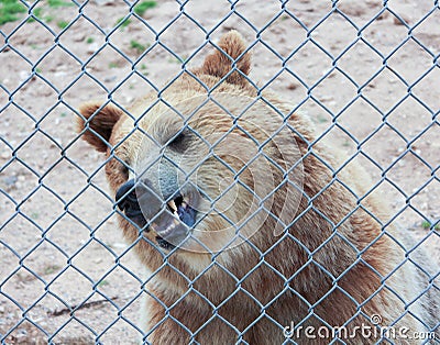 A Grizzly Bear in a Zoo Cage