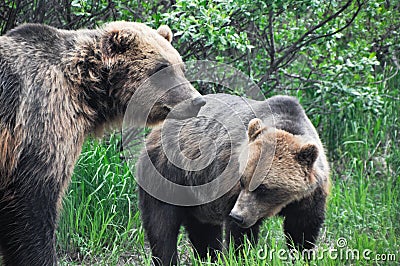 Grizzly bears, Alaska