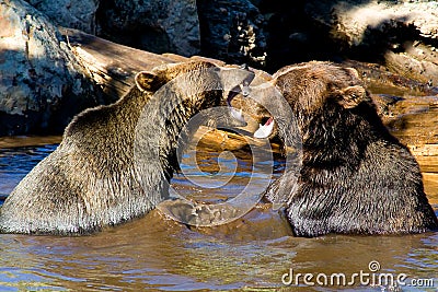 Grizzly Bears fighting