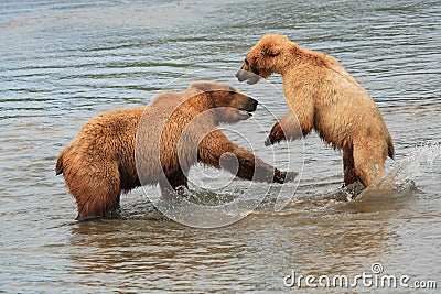 Grizzly Bears At Play