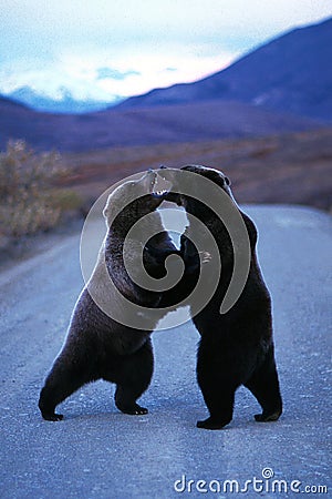 Grizzly bears standing and fighting in the middle of the road (U