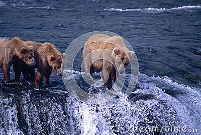 Grizzly bears waiting for migrating salmon