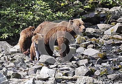 Grizzly cub with fish near mother