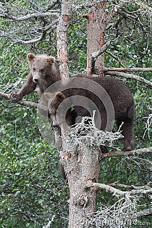 Grizzly cubs in tree