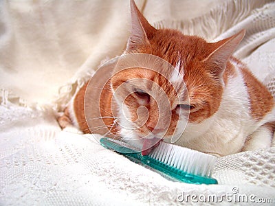 Grooming Kitty Licking Brush