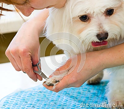 Grooming Maltese dog