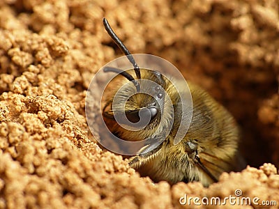 Ground Bee Emerging