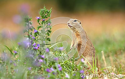 Ground squirrel and flower