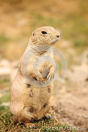 Ground Squirrel looking on the meadow