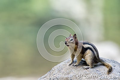Ground squirrel portrait